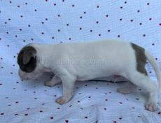 Щенки Американского Питбультерьера