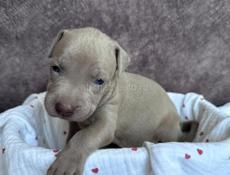 Щенки Американского Питбультерьера