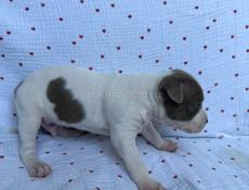 Щенки Американского Питбультерьера