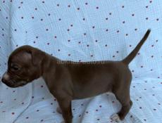 Щенки Американского Питбультерьера