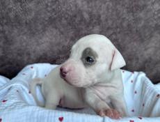 Щенки Американского Питбультерьера