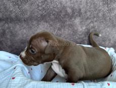 Щенки Американского Питбультерьера