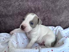 Щенки Американского Питбультерьера