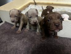 Щенки Американского Питбультерьера