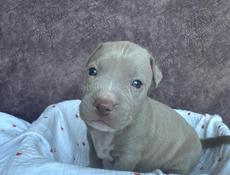 Щенки Американского Питбультерьера