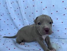 Щенки Американского Питбультерьера