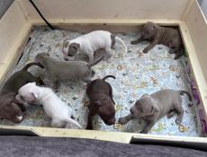 Щенки Американского Питбультерьера