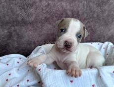 Щенки Американского Питбультерьера