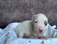 Щенки Американского Питбультерьера