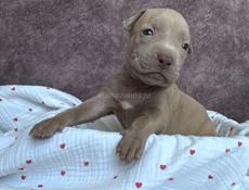 Щенки Американского Питбультерьера