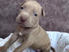 Щенки Американского Питбультерьера