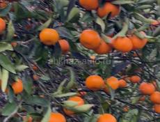 Срочная продажа земельны участок!