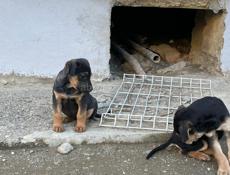 Щенки в добрые руки