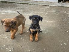 Щенки в добрые руки