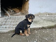 Щенки в добрые руки