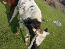 Продаётся бык 120