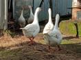 Продаю три гуся  девочки// ЛИНДА // по 2500 т.каждый ,  без торга .