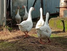 Продаю три гуся  девочки// ЛИНДА // по 2500 т.каждый ,  без торга .