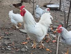 ПЕТУХИ БОЛЬШИЕ 