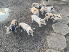 Продаю поросят 