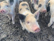 Продаю поросят 