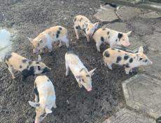 Продаю поросят 