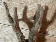 Рога Касули и Серны 