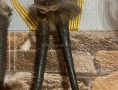 Рога Касули и Серны 