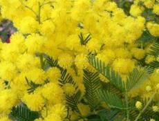 Принимаю мимозу раскритую 