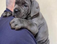 Щенки КАНЕ КОРСО 🖤🖤🖤🖤🖤🖤🖤🖤🖤🖤