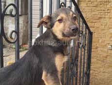 Отдам щенка в добрые руки