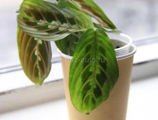 Комнатные растения с доставкой