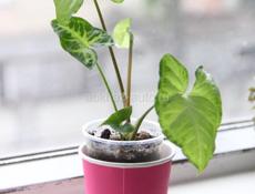 Комнатные растения с доставкой