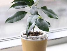 Комнатные растения с доставкой