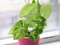 Комнатные растения с доставкой