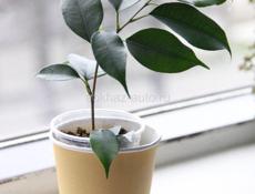 Комнатные растения с доставкой