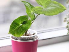 Комнатные растения с доставкой