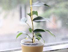 Комнатные растения с доставкой