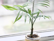 Комнатные растения с доставкой