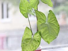 Комнатные растения с доставкой