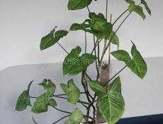 Комнатные растения с доставкой