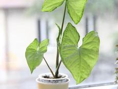 Комнатные растения с доставкой