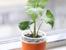 Комнатные растения с доставкой