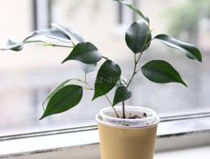 Комнатные растения с доставкой