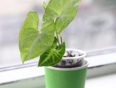 Комнатные растения с доставкой