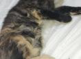 Отдам котят 