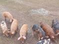 Продаётся поросята 