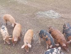 Продаётся поросята 