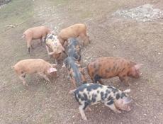Продаётся поросята