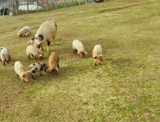 Продается все по телефону